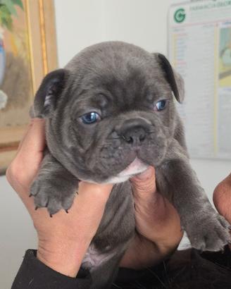 Bulldog francese