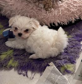 Maltesi mini di Linea Coreana