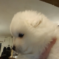 Cuccioli di samojedo