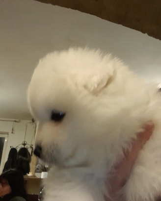 Cuccioli di samojedo
