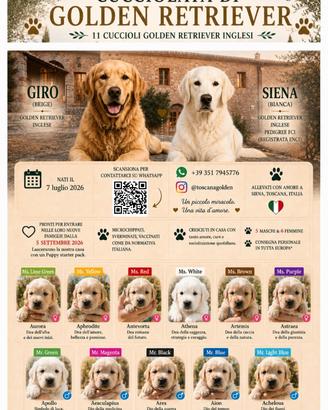 Golden Retriever - disponibili dal 5 settembre