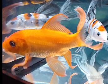 Due Butterfly Koi da 13 cm