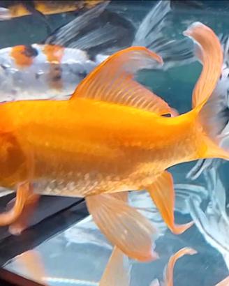 Due Butterfly Koi da 13 cm