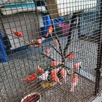 Il piccolo Zoo Brughera