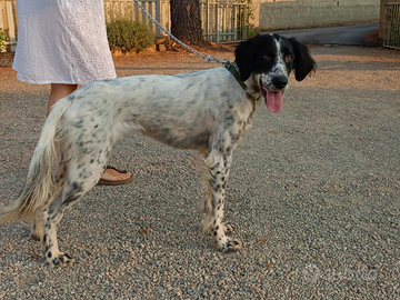 Arwen, giovane meticcia simil setter