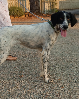 Arwen, giovane meticcia simil setter