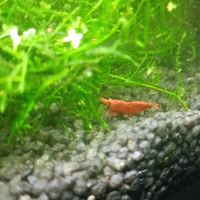 Neocaridina Red Sakura