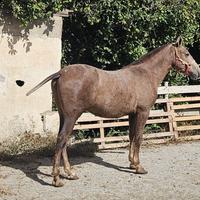 Magnifico Andaluso dalle forme barocche