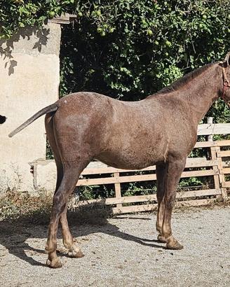 Magnifico Andaluso dalle forme barocche