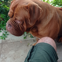 Dogue de bordeaux disponibile per monta