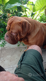 Dogue de bordeaux disponibile per monta