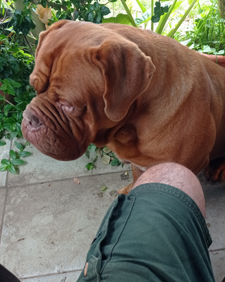Dogue de bordeaux disponibile per monta