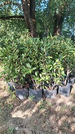Piante di Photinia Red per siepe vaso 24