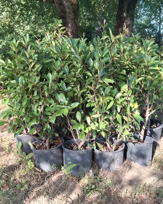 Piante di Photinia Red per siepe vaso 24