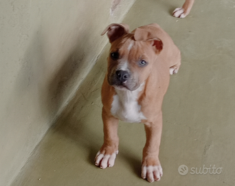 American Staffordshire Terrier