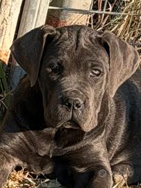 Cucciola grigia cane corso