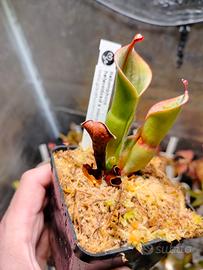 Heliamphora Heterodoxa x Minor 