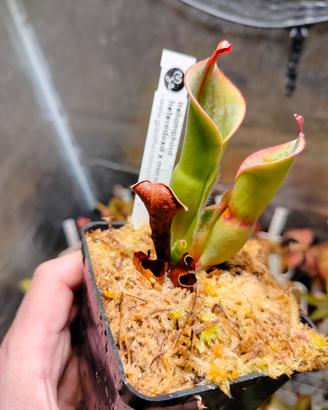 Heliamphora Heterodoxa x Minor 