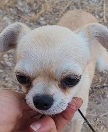 Chihuahua maschietto