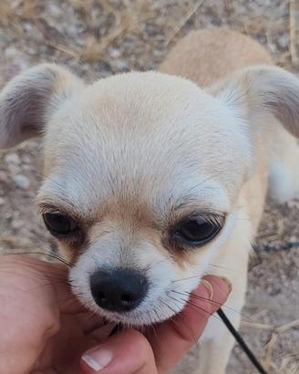 Chihuahua maschietto