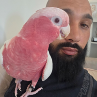Galah cockatoo roseicapialla lutino