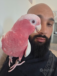 Galah cockatoo roseicapialla lutino
