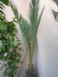 Palma