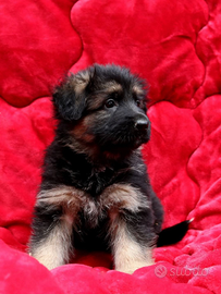 Femmine Cucciole pastore tedesco