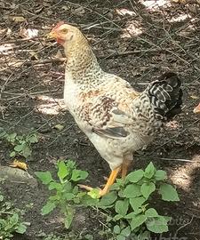 Gallo