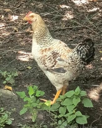 Gallo