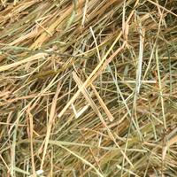 Fieno di montagna 2025 in balle piccole rotonde