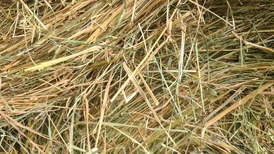 Fieno di montagna 2025 in balle piccole rotonde