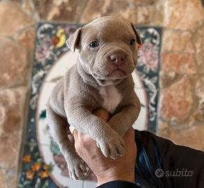 Pitbull ukc