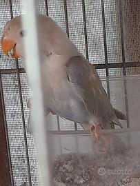 Inseparabile femmina opalina