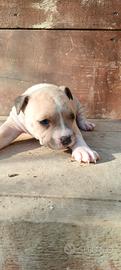 Cuccioli Amstaff