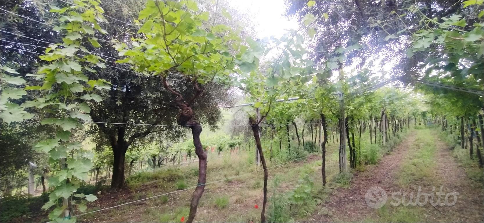 TER. AGRICOLO A SAN PIETRO IN CARIANO - Altro