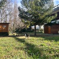 Cucciolo border collie