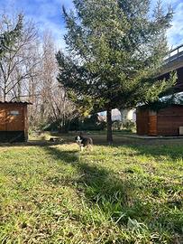 Cucciolo border collie