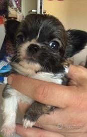 Chihuahua mini toys
