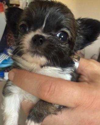 Chihuahua mini toys