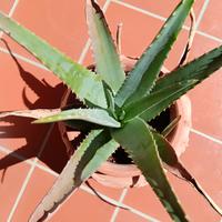 Aloe vera