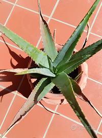 Aloe vera