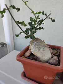 Pianta grassa, Fockea Edulis