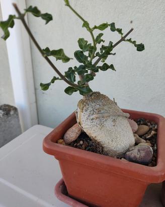Pianta grassa, Fockea Edulis