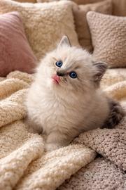 Splendidi ragdoll