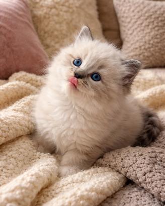 Splendidi ragdoll