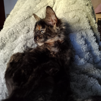 Gattina dolce