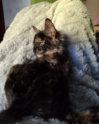 Gattina dolce