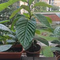 Pianta di nespolo altezza cm 60, in vaso rotondo