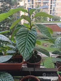 Pianta di nespolo altezza cm 60, in vaso rotondo